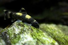 Panda Garra (Garra Flavatra)