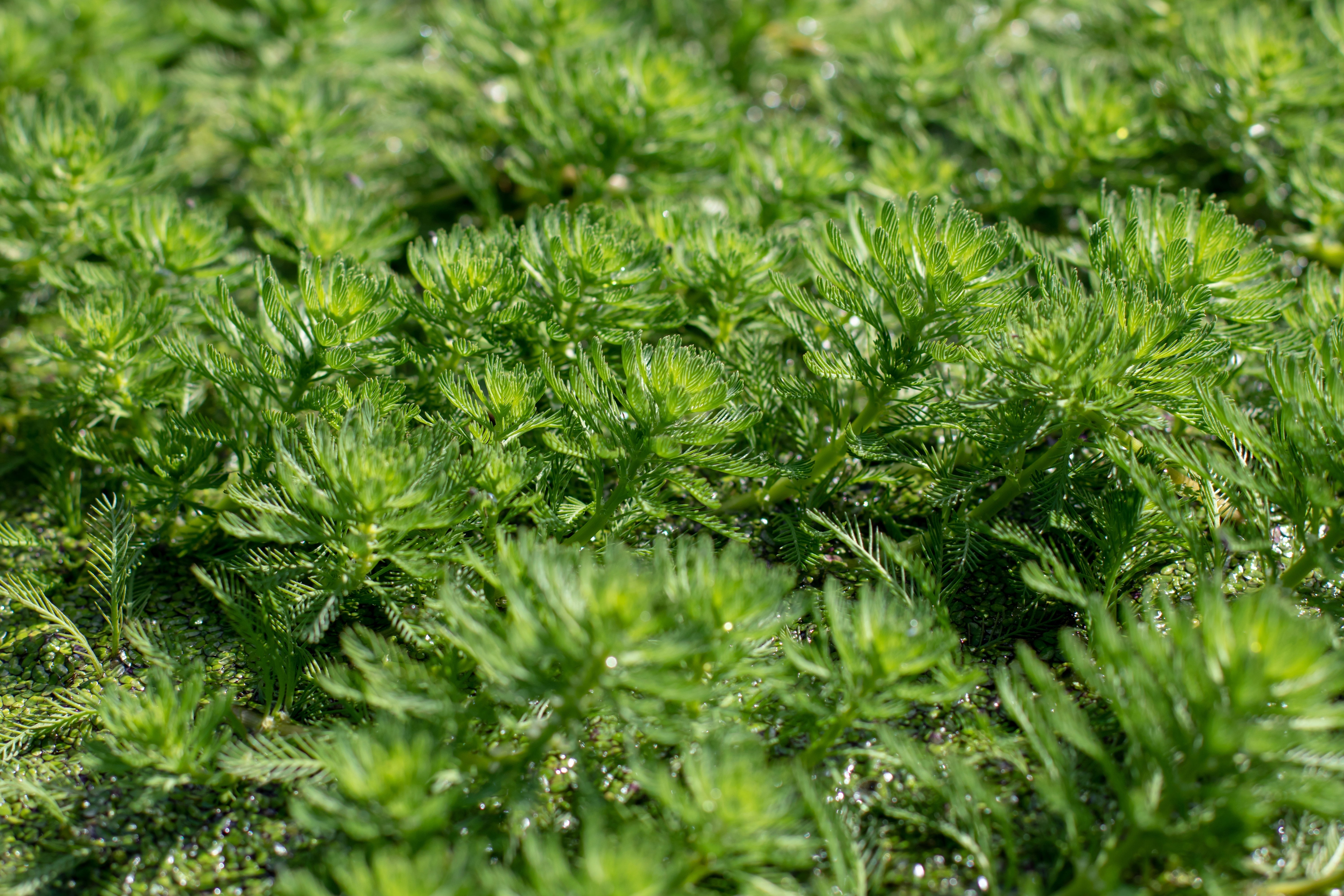 parrot feather plant (Myriophyllum aquaticum) floating on the water