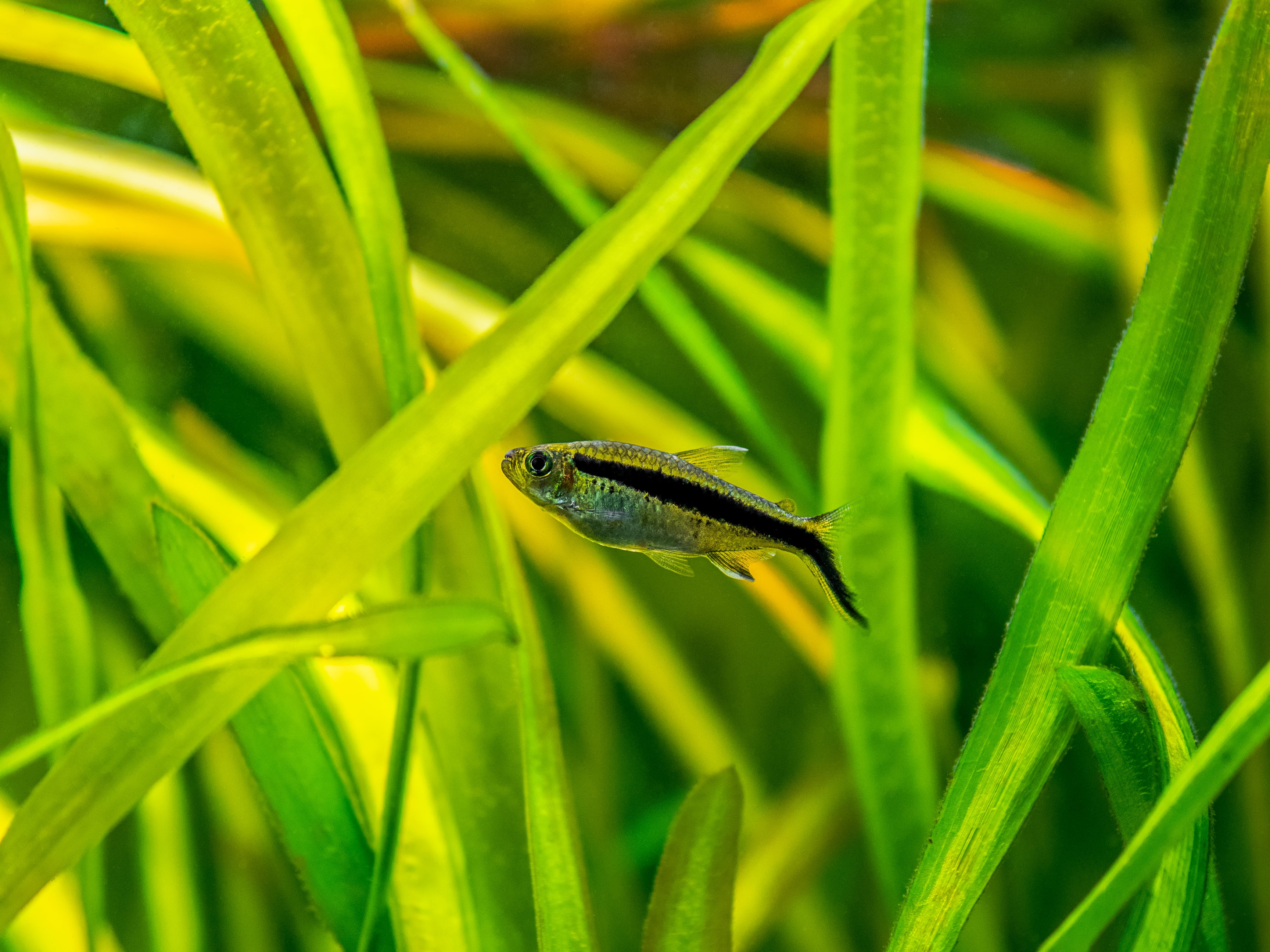 penguin tetra, penguin fish, penguin tetras, thayeria boehlkei, hockey stick fish, hockey stick tetra, penguin tetra fish, blackline community, tetra fish for sale, tetras for sale, types of tetra fish, tetra fish species, tetras species, species of tetras for sale