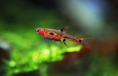 Phoenix Rasbora