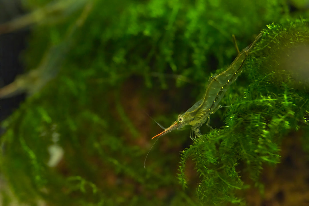 pinocchio shrimp, red nose shrimp, caridina gracilirostris, red and white striped shrimp, pinnochio shrimp, shrimp nose, pinochio shrimp, pinokio shrimp, red nosed shrimp, rudolph shrimp, rhino shrimp, rudolph shrimp for sale, pinocchio shrimp for sale