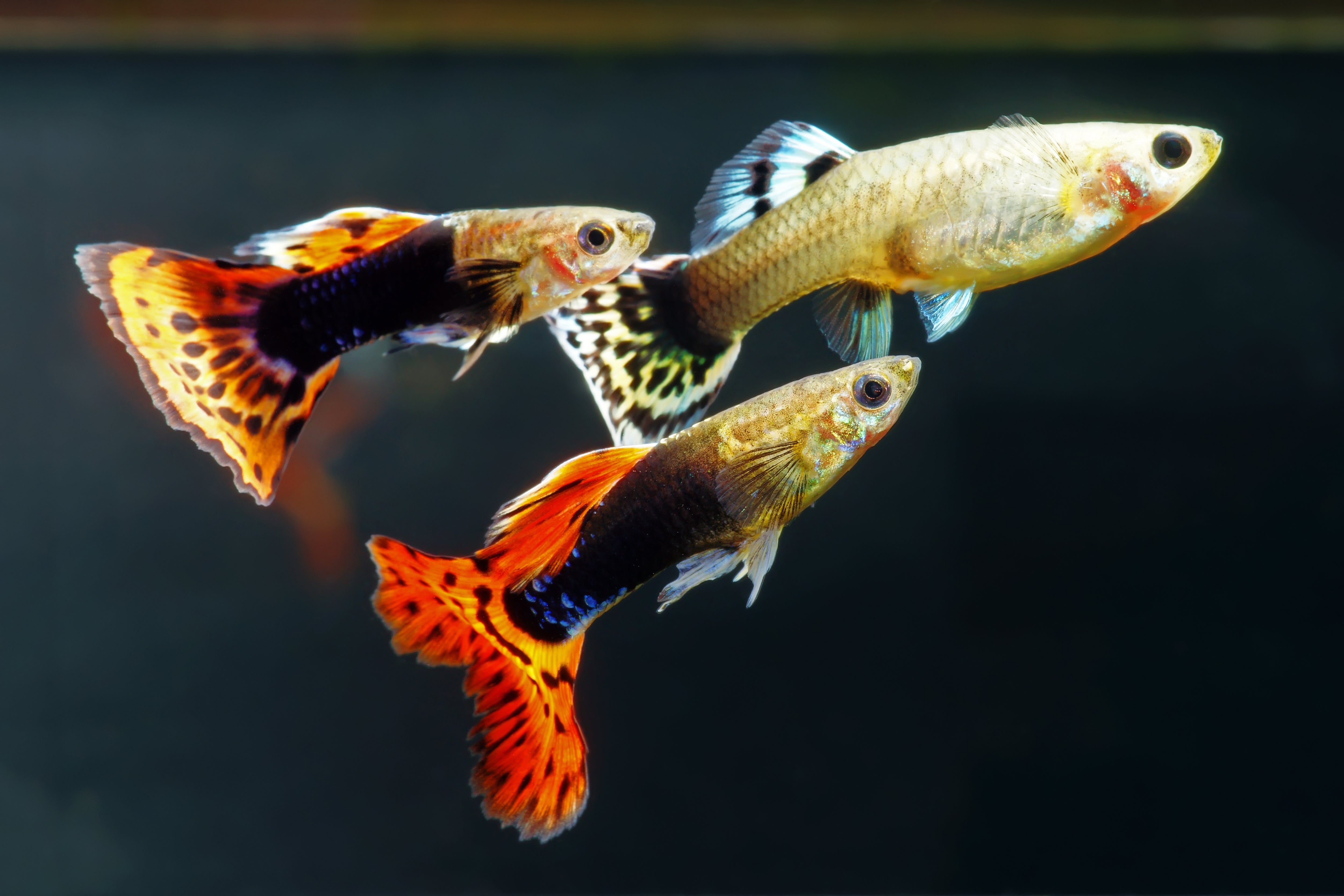 school of 1 female and 2 male platinum red mosaic guppies fish