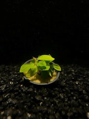 Anubias Nana Aquatic Plant