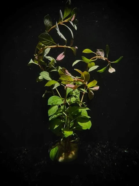 Ludwigia repens Dark Red Pot Plant on substrate