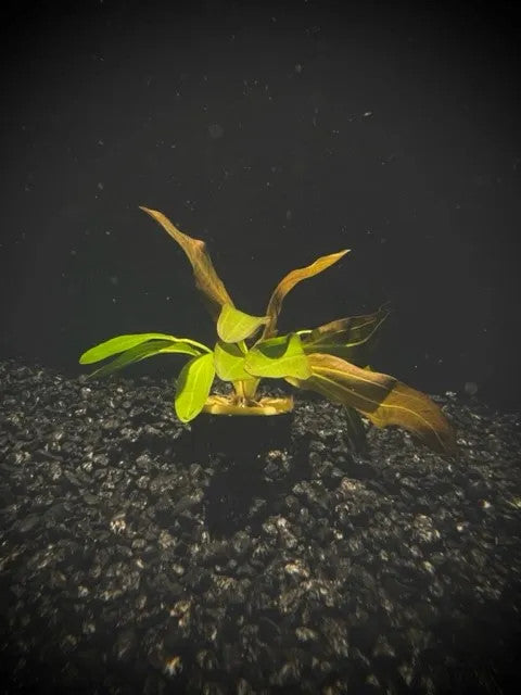Potted Echinodorus Red Rubin Sword Aquarium Plant in substrate