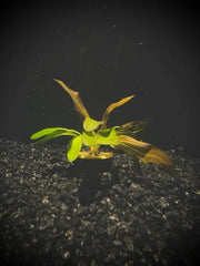 Echinodorus Red Rubin Swords Aquatic Plant