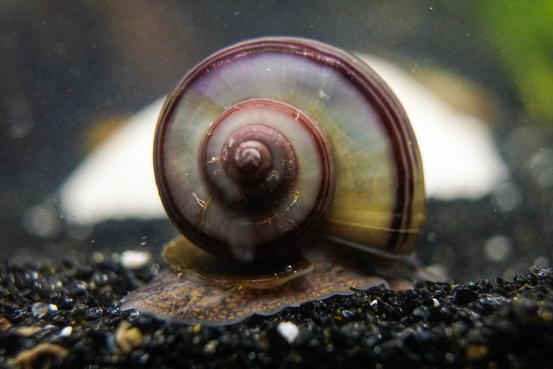 purple black mystery snail, purple black mystery snails for sale, black purple mystery snail, purple mystery snails, purple black mystery snails for freshwater aquarium, purple black snails for aquarium tank, purple black freshwater snail, purple black mystery snails for sale near me
