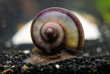 Purple Black Mystery Snail