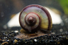 Purple Black Mystery Snail