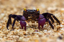 Purple Vampire Crab