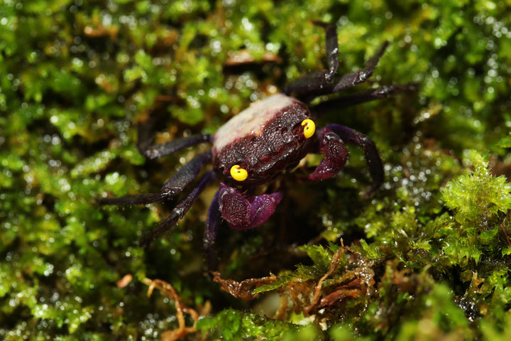 purple crab, vampire crab for sale, purple vampire crab for sale, vampire crab, vampire crabs, purple vampire crab, vampire crab types, freshwater aquarium crab, purple vampire crabs, vampire crab species, vampire crabs near me, vampire crab freshwater, types of vampire crabs, buy vampire crab