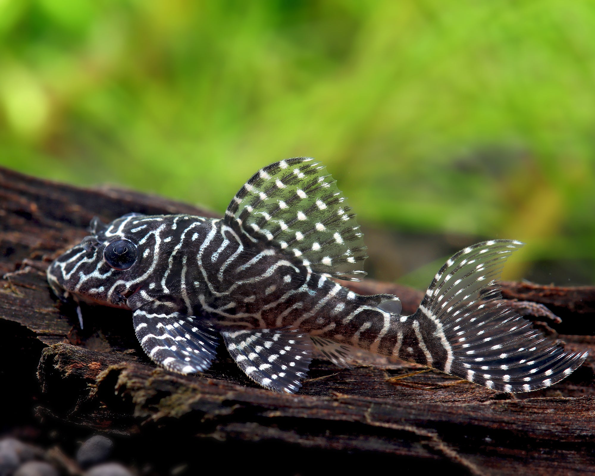 queen arabesque pleco, l260 pleco, l260, queen pleco, l260 queen arabesque, black and white striped pleco, queen arabesque, l260 pleco for sale, Queen Arabesque Pleco for sale