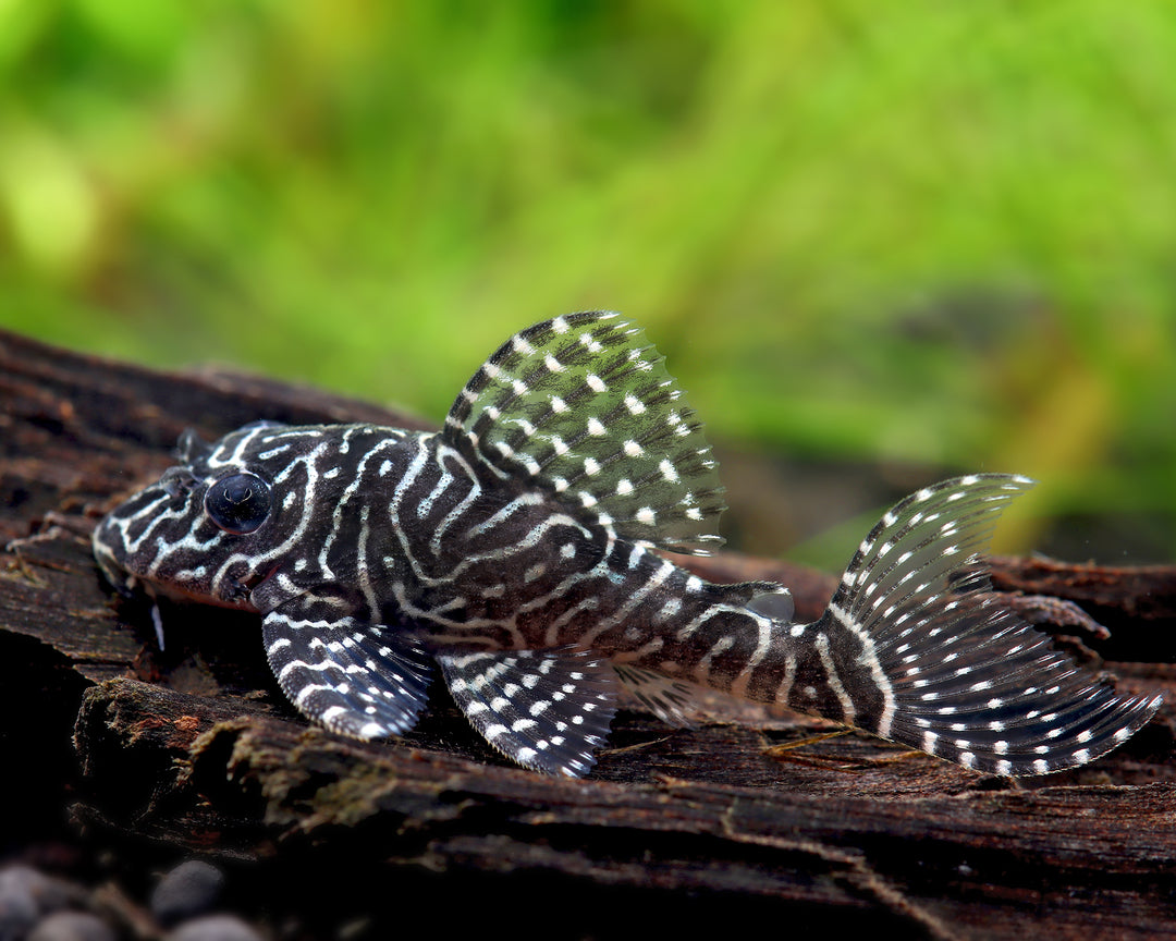 queen arabesque pleco, l260 pleco, l260, queen pleco, l260 queen arabesque, black and white striped pleco, queen arabesque, l260 pleco for sale, Queen Arabesque Pleco for sale