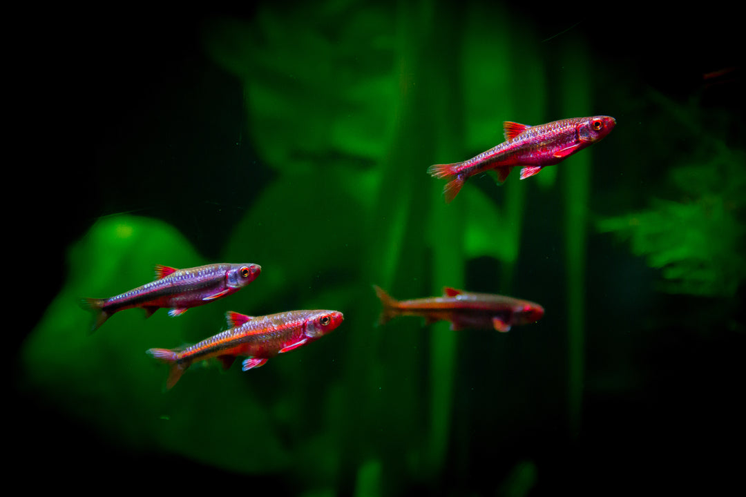 notropis chrosomus, rainbow shiner, rainbow shiners, rainbow shiner fish, rainbow shiner for sale, rainbow shiners for sale, rainbow shiner minnow, rainbow shiner aquarium, rainbow minnow, rainbow minnows, freshwater shiner fish, freshwater shiner, rainbow shiner in freshwater aquarium, rainbow shiner for sale near me