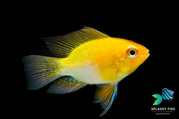 German Golden Balloon Rams For Sale | Dwarf Cichild | Splashy Fish