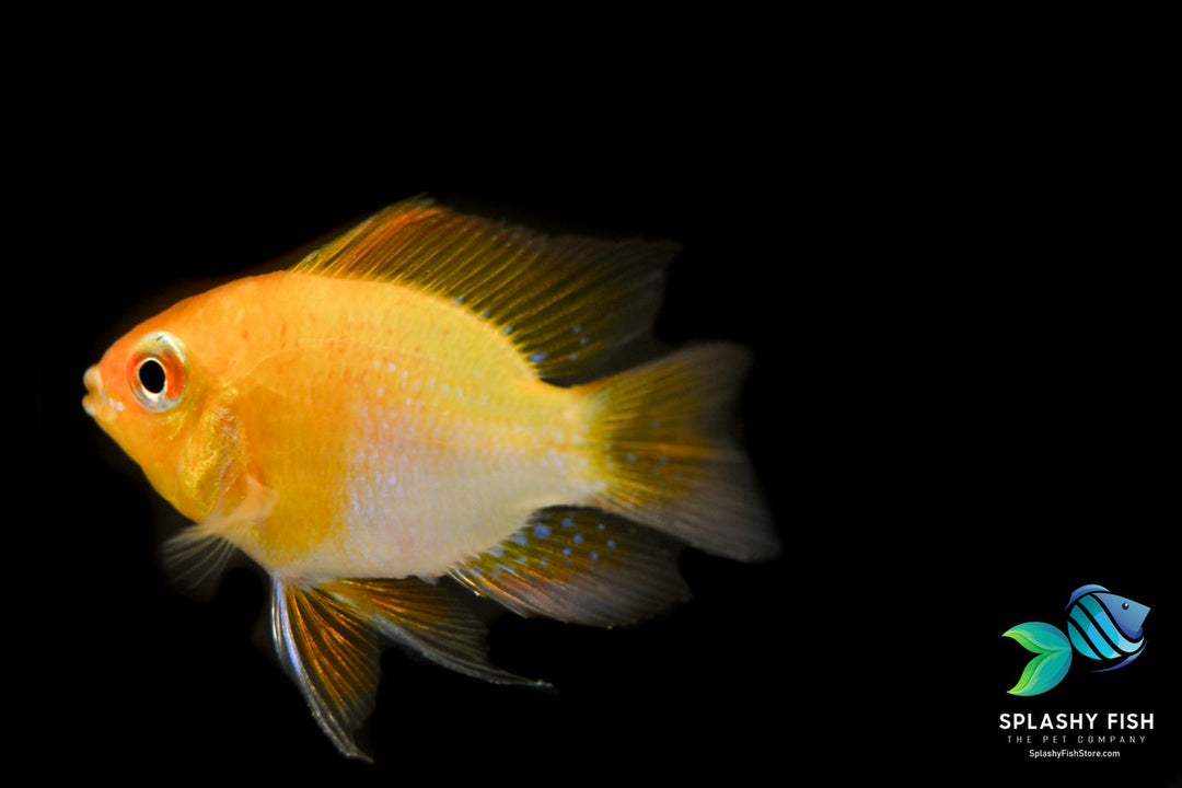 German Golden Balloon Rams For Sale | Dwarf Cichild | Splashy Fish
