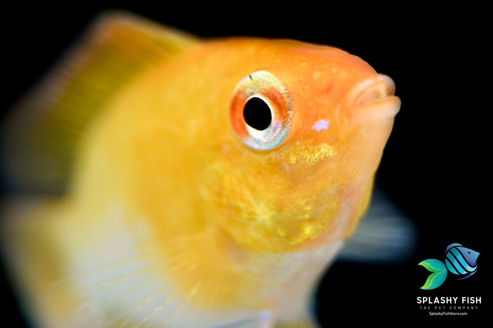 German Golden Balloon Rams For Sale | Dwarf Cichild | Splashy Fish