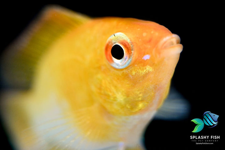German Golden Balloon Rams For Sale | Dwarf Cichild | Splashy Fish
