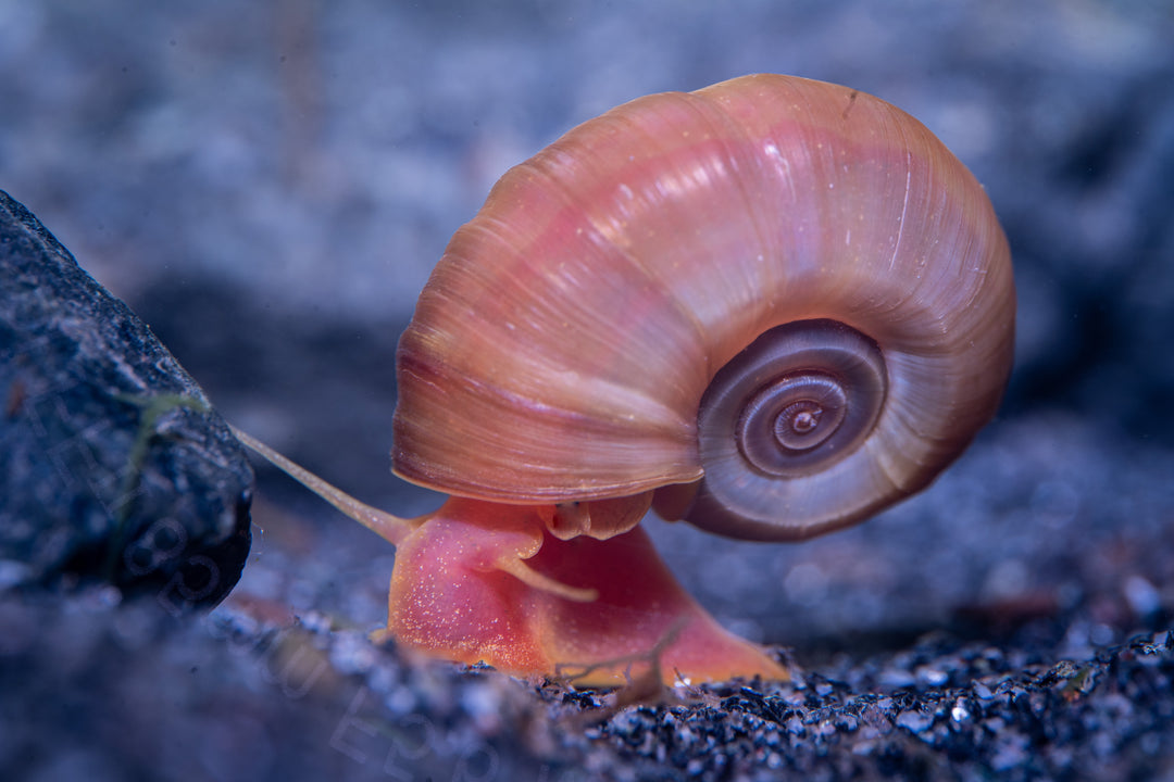 ramshorn snail, ramshorn snails for sale, assorted ramshorn snails, colorful ramshorn snails, buy mix ramshorn snails online, assorted ramshorn snails for aquarium