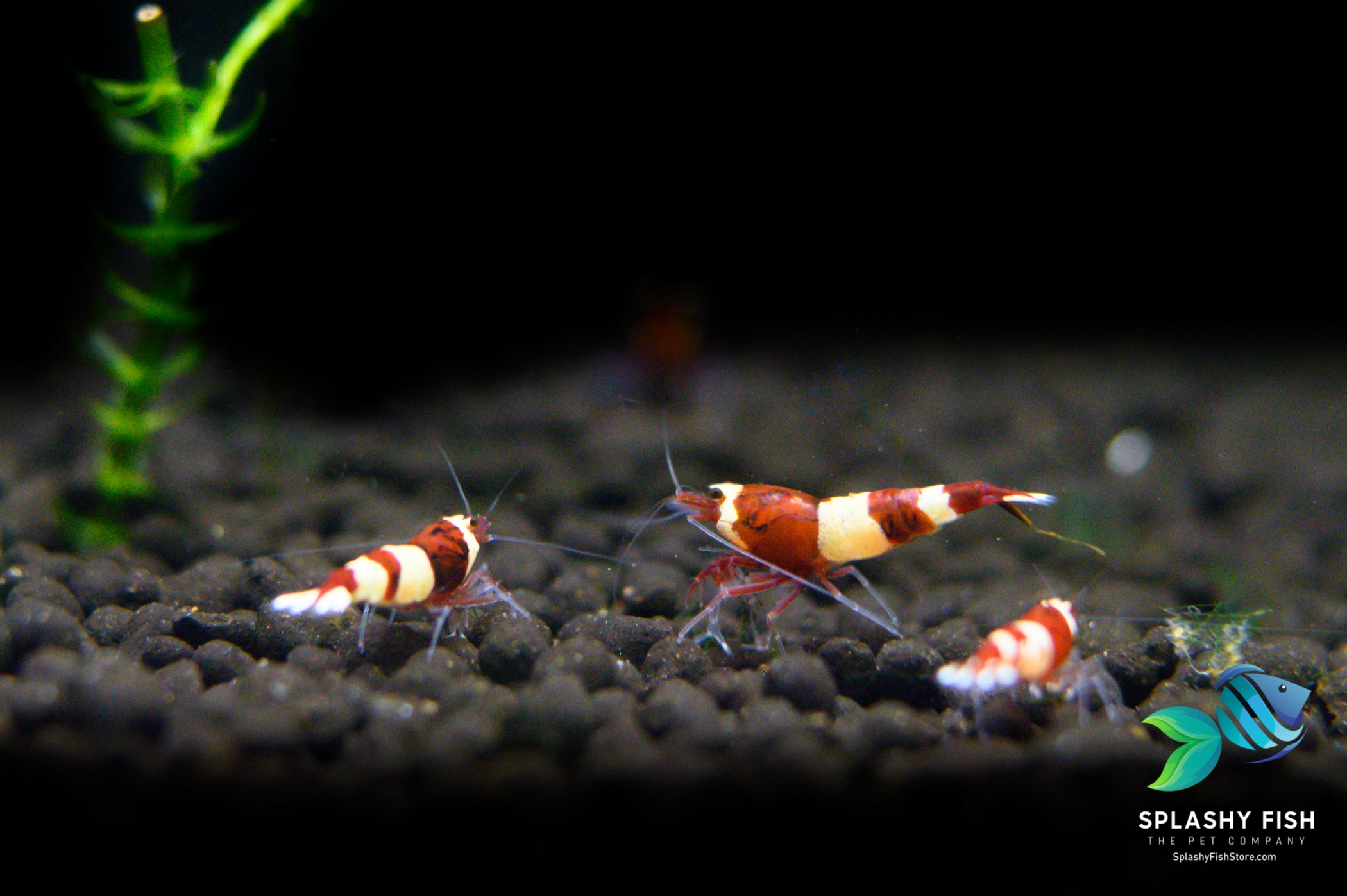 red wine shrimp for sale, red wine shrimp, wine red caridina shrimp, wine red shrimp, wine red shrimp for sale, wine red taiwan bee, red taiwan bee shrimp, taiwan bee shrimp