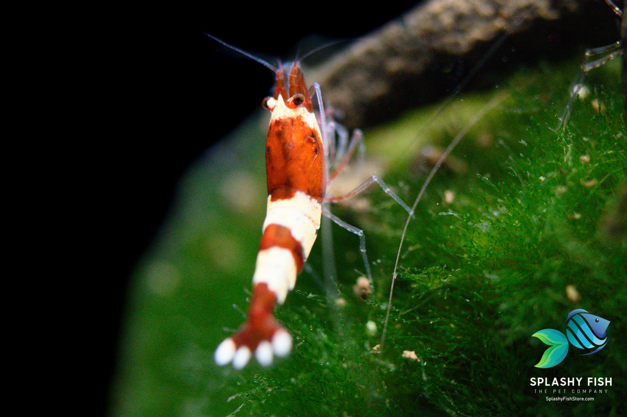 wine red caridina shrimp, wine red shrimp, red wine shrimp, wine red shrimp for sale, red wine taiwan bee, red taiwan bee, taiwan bee shrimp