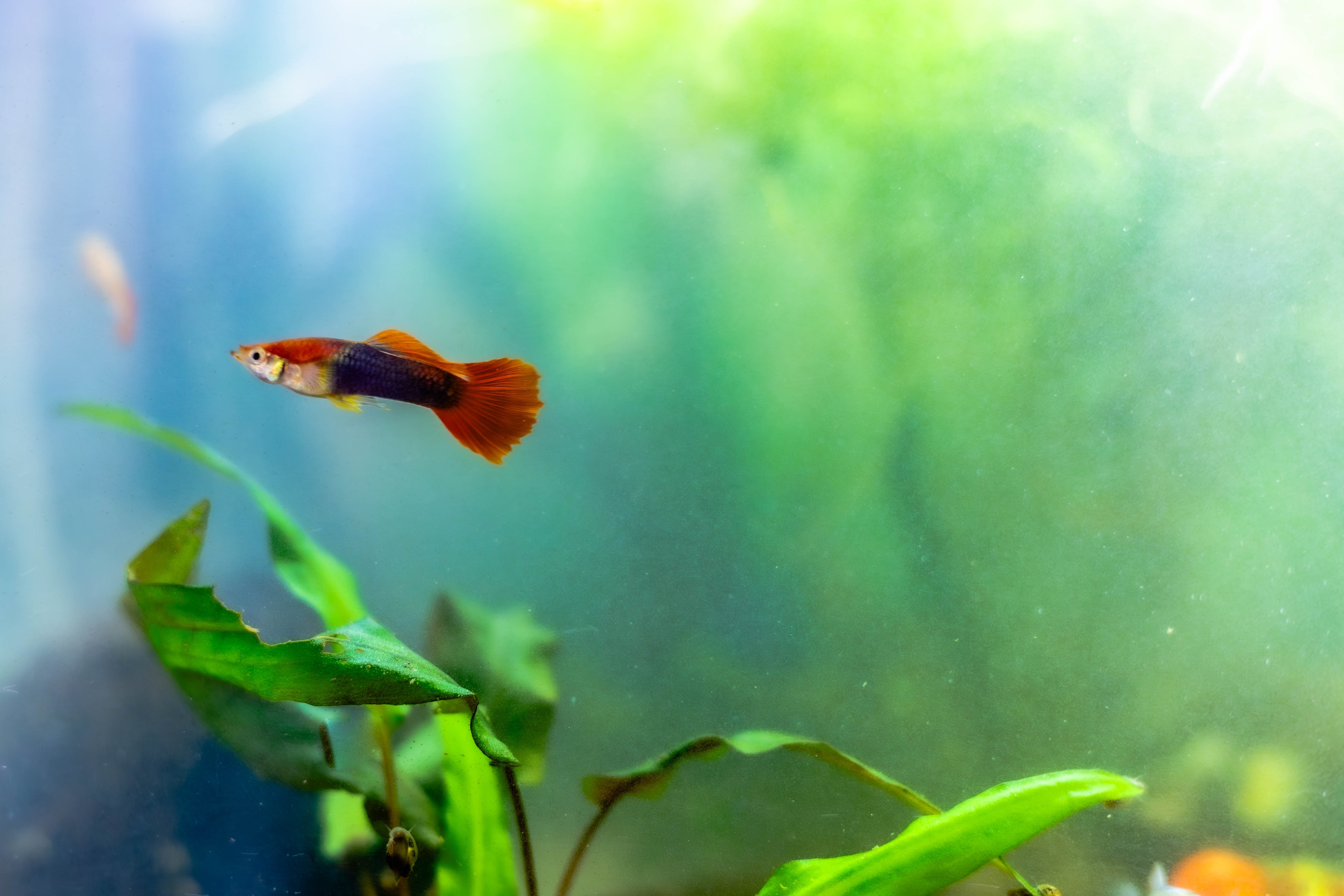 Red Blonde Tuxedo Fancy Guppy Fish for Sale