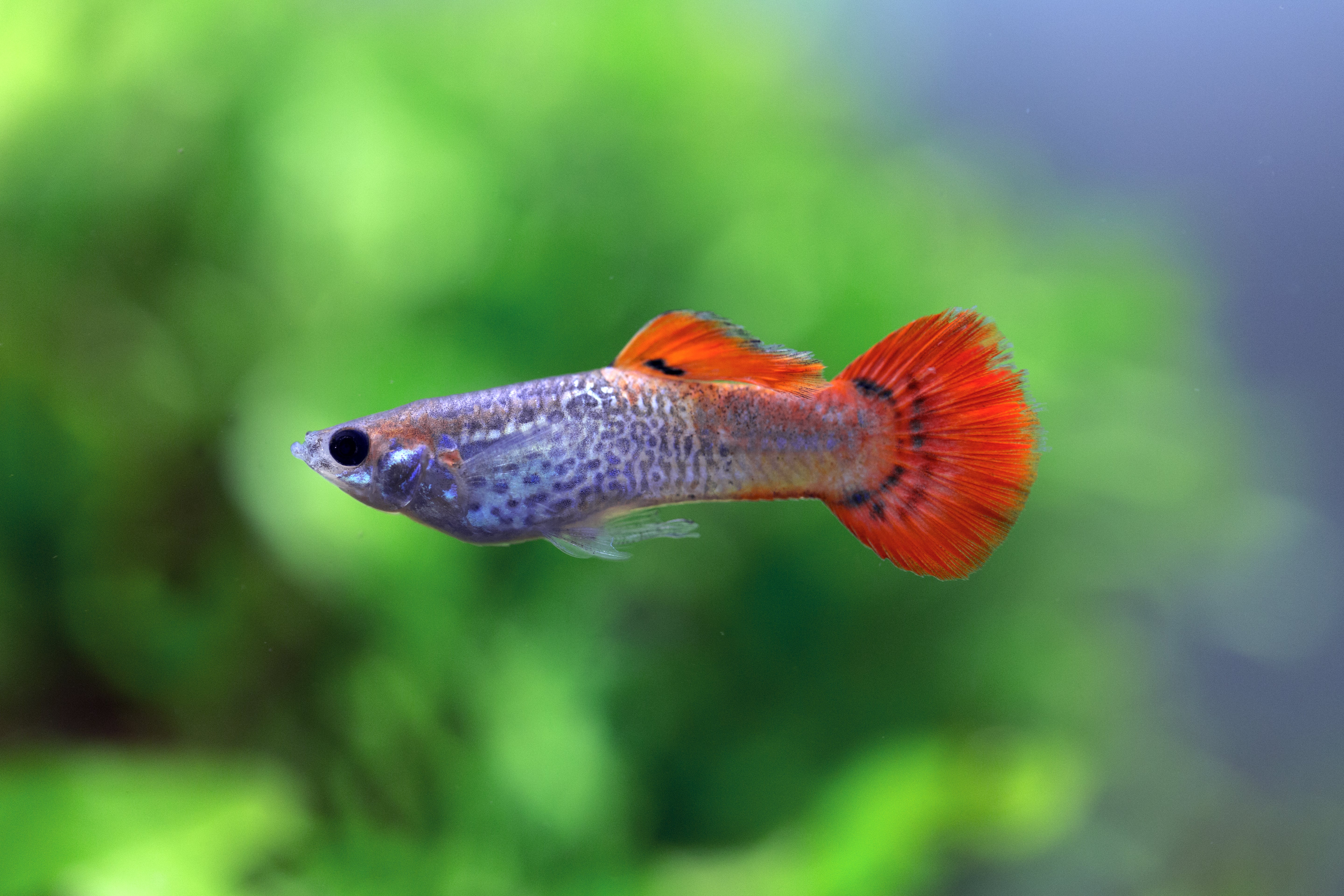 Red Cobra Fancy Guppy Fish for Sale