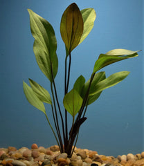 Red Melon Swords Aquatic Plant