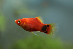 Red Mickey Mouse Platy