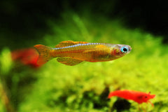 Red Neon Blue Eye Rainbowfish