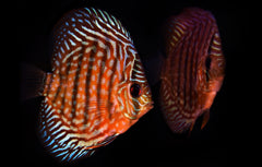 Red Royal Discus