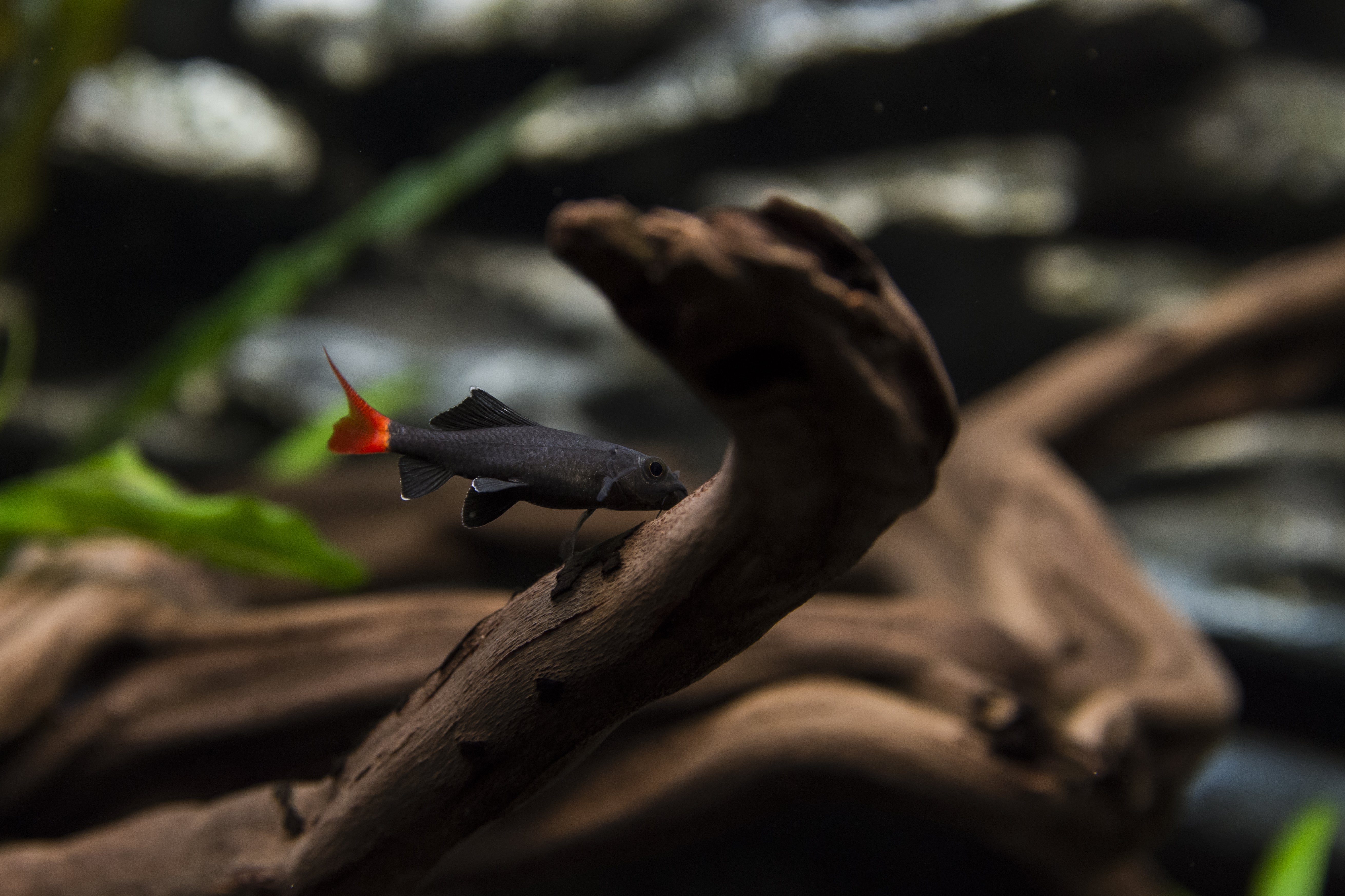 red tail shark, red shark, red tail, red tailed shark, redtail shark, black sharks, red-tailed black shark, red tailed black shark, freshwater sharks for fish tanks, freshwater shark fish, red tail sharks, red tailed black shark for sale