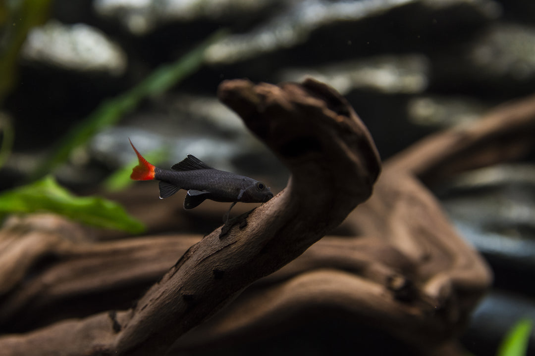 red tail shark, red shark, red tail, red tailed shark, redtail shark, black sharks, red-tailed black shark, red tailed black shark, freshwater sharks for fish tanks, freshwater shark fish, red tail sharks, red tailed black shark for sale