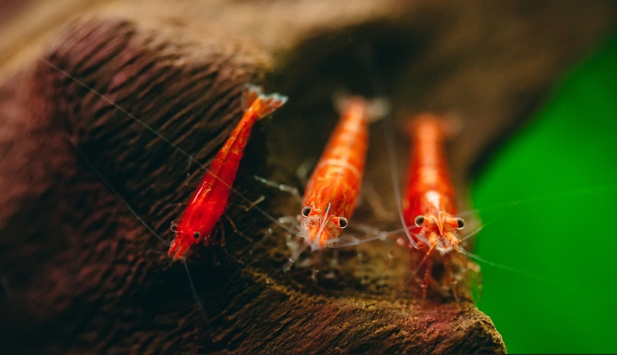 red cherry neocaridina shrimp, red cherry shrimp buy, red cherry shrimp for sale, red cherry shrimp buy, red cherry shrimp tank, red cherry neocaridina shrimp for sale, red cherry shrimp for sale near me, buy red cherry shrimp online, red cherry shrimp for aquarium