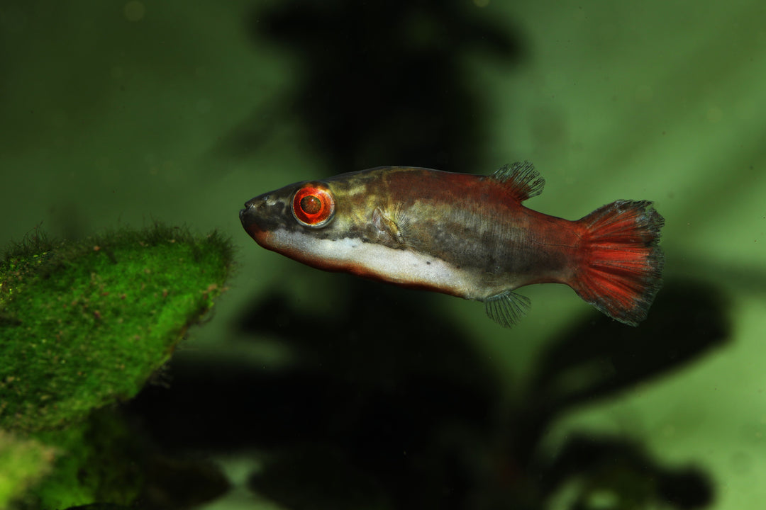 small puffer fish, red eye puffer, red puffer fish, puffer fish eyes, red eye red tail puffer, red eye puffer fish, red eye puffer for sale, buy puffers online, red eye puffer in planted tank