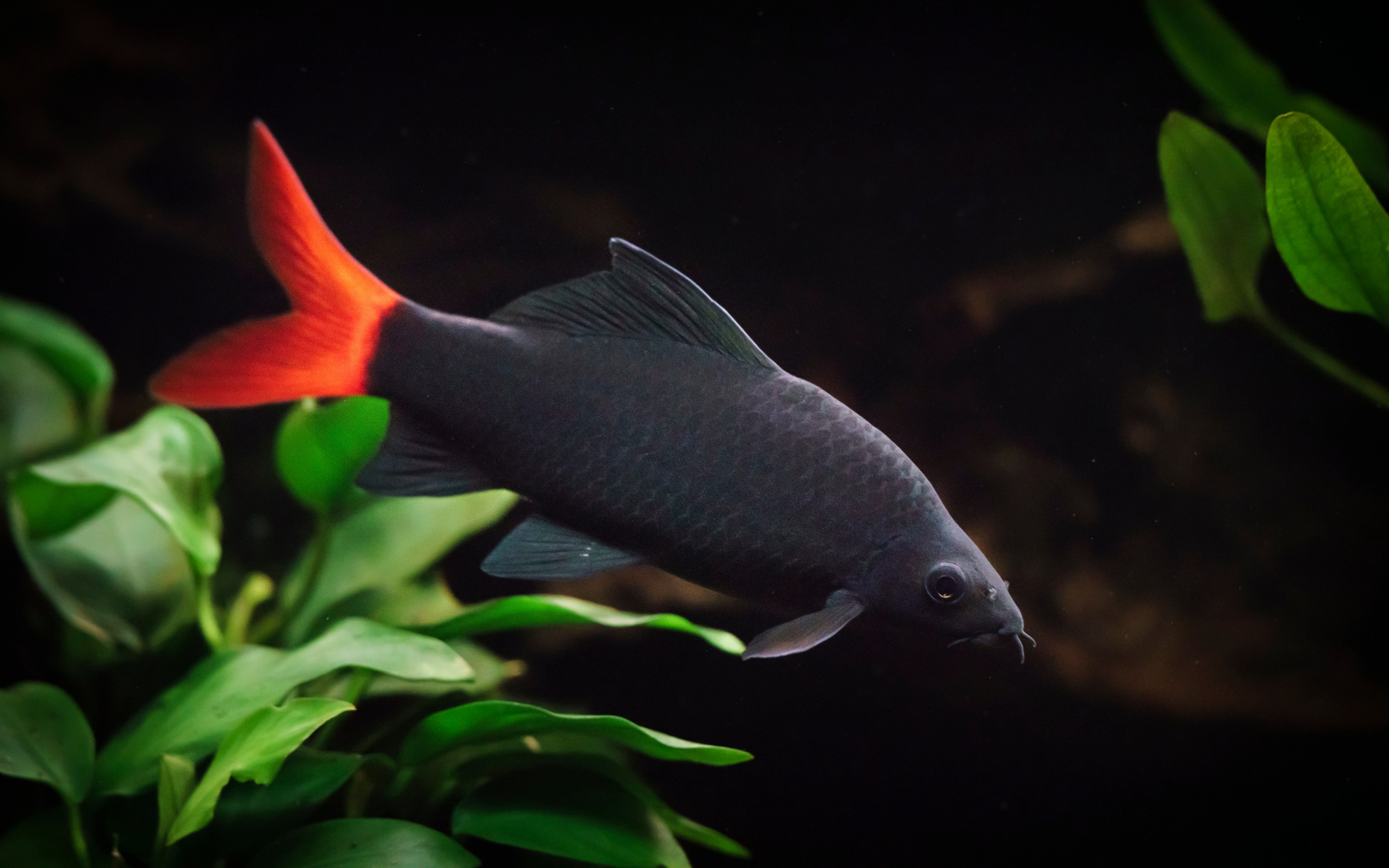 red tail shark, red shark, red tail, red tailed shark, redtail shark, black sharks, red-tailed black shark, red tailed black shark, freshwater sharks for fish tanks, freshwater shark fish, red tail sharks, red tailed black shark for sale