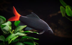 Red Tailed Black Shark