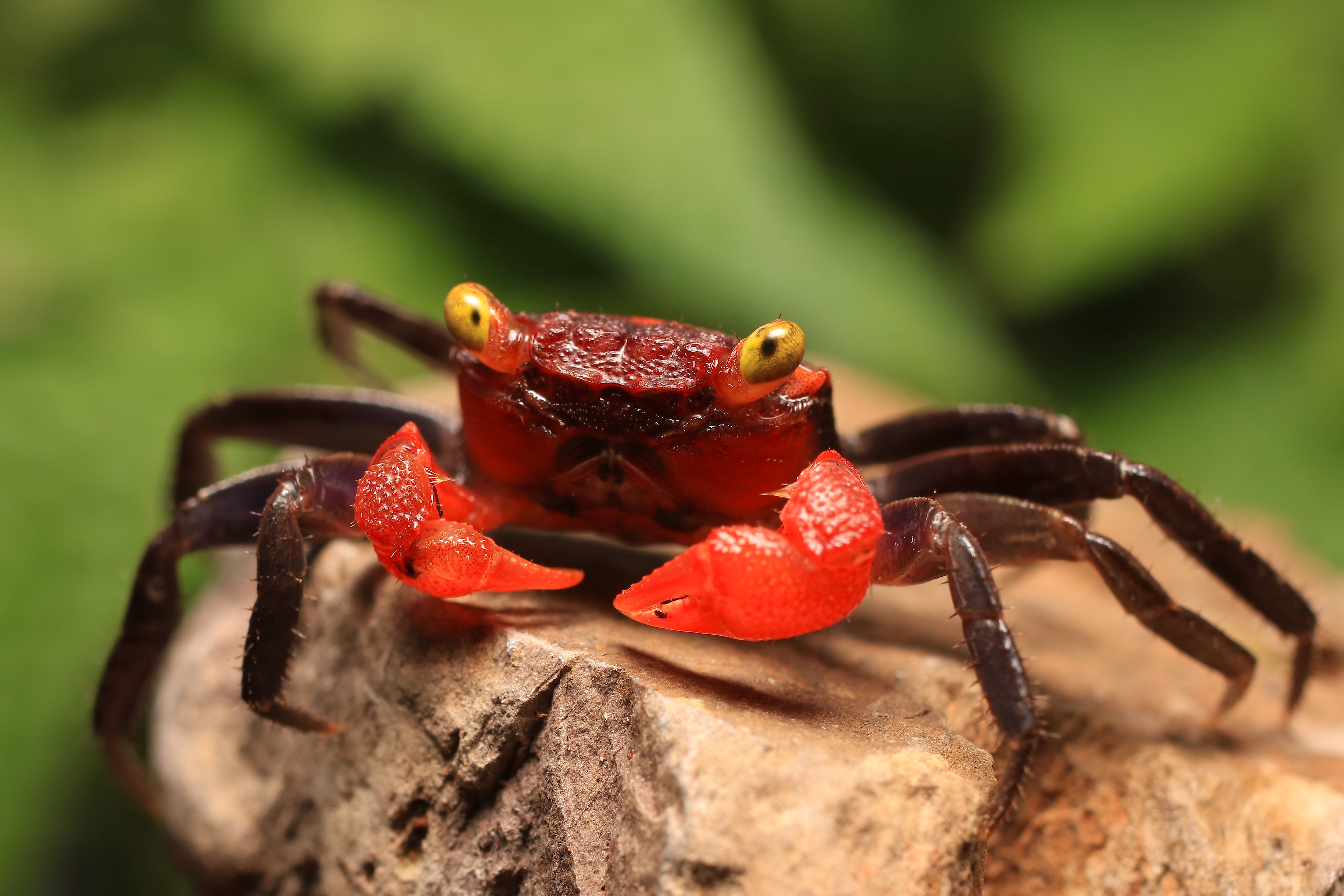 Rainbow Vampire freshwater crab on the aquarium rock