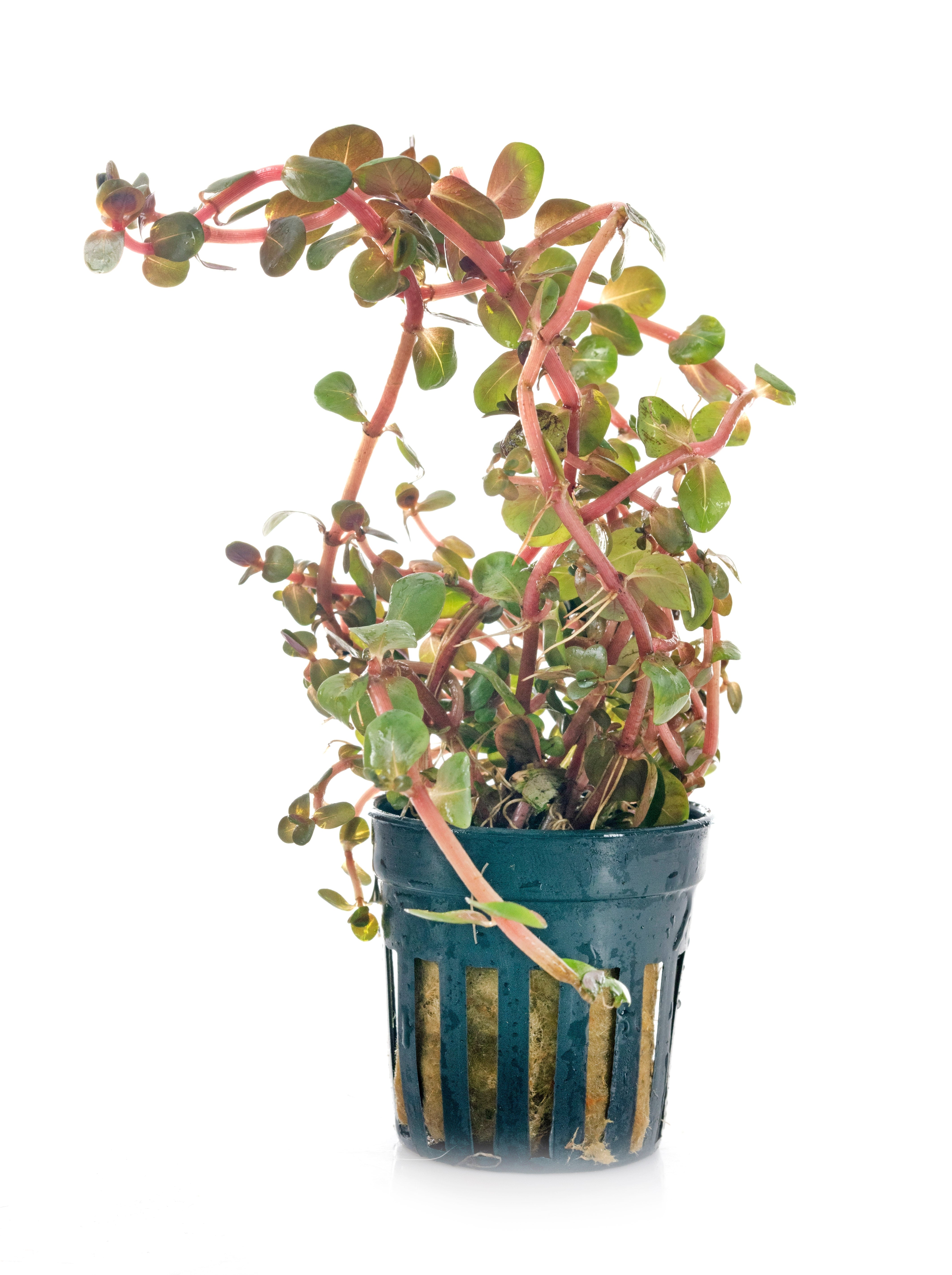 rotala rotundifolia orange juice potted plant white background