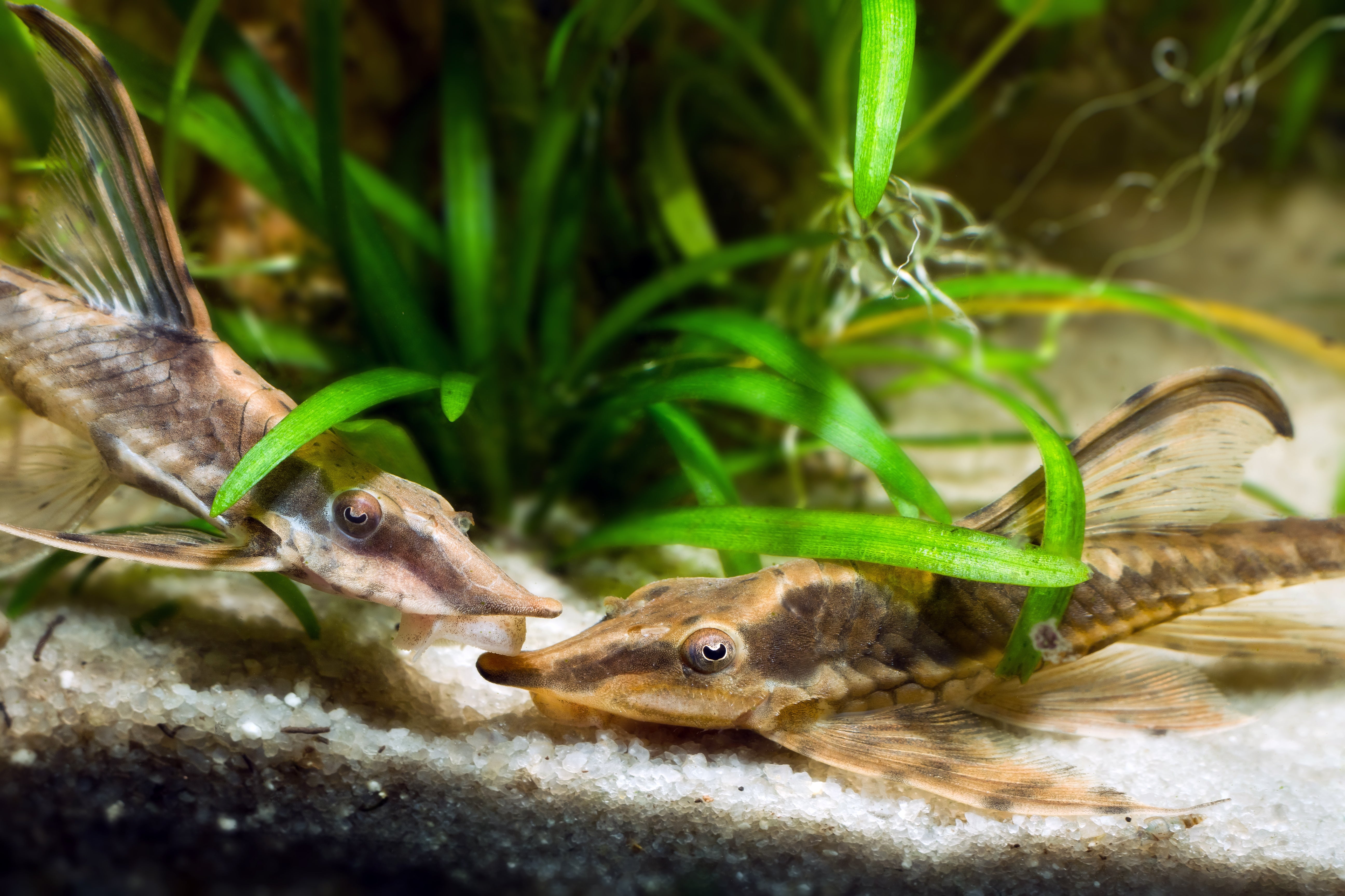 whiptail catfish, farlowella catfish, royal whiptail catfish, royal farlowella, royal farlowella catfish, whiptail catfish size, royal whiptail, whiptail fish, farlowella, royal farlowella catfish for sale