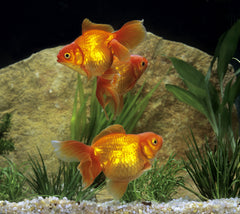 Ryukin Goldfish
