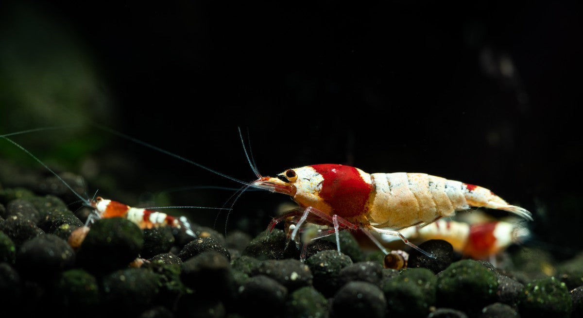 Pure Red Line Shrimp, PRL shrimp, freshwater shrimps, freshwater shrimp for sale, Pure Red Line Shrimp for sale, PRL shrimp for sale, buy freshwater shrimp online, buy pure red line shrimp online, pure red line shrimp in aquarium