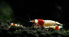 Pure Red Line Caridina Shrimp (PRL Shrimp)