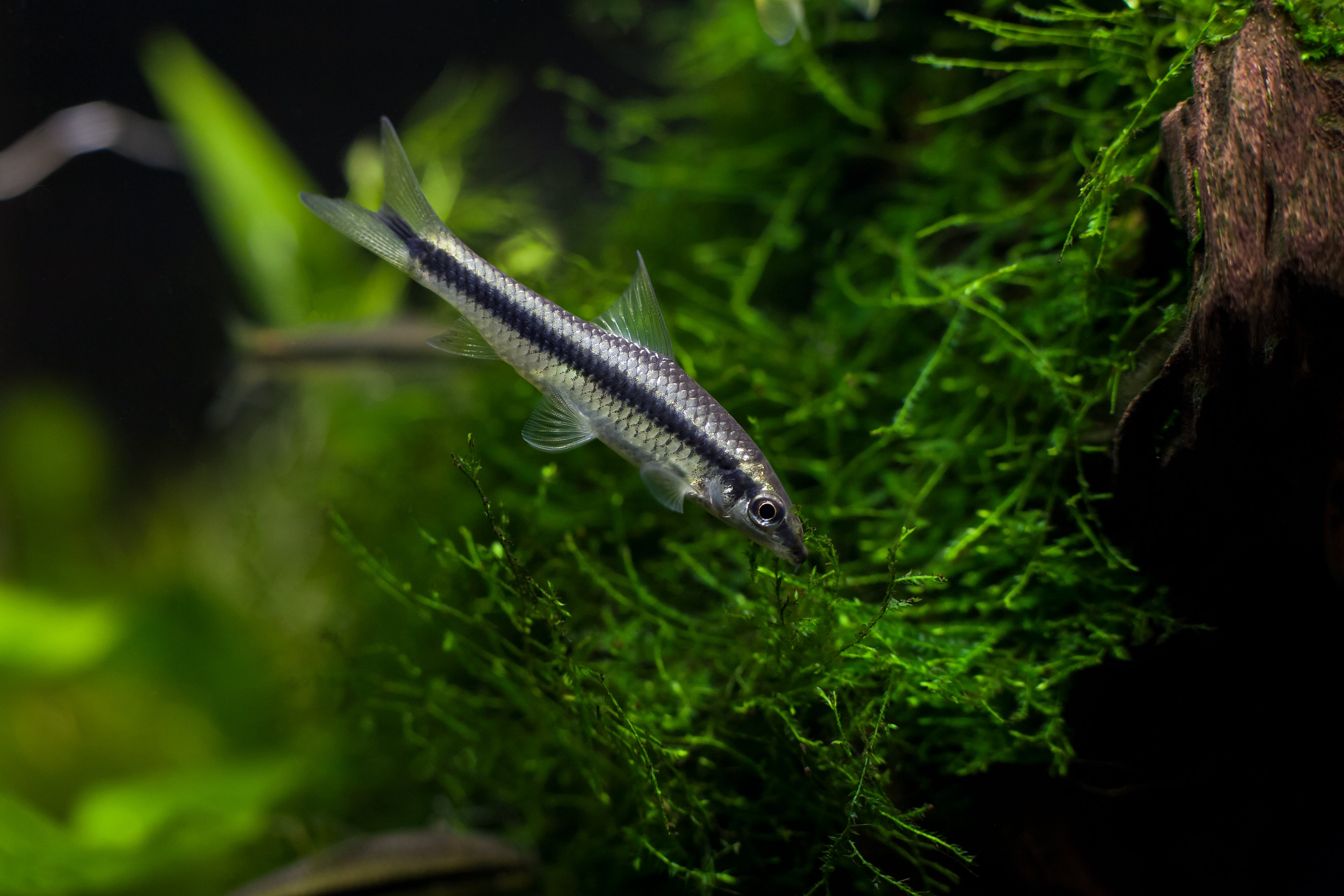 siamese algae eater, algae eater fish, algae eating fish, siamese algae eaters, siamese algae eater for sale, algae eater fish for sale, algae eating catfish, siamese algae eater fish, algae eater fish near me, algae eaters for sale, algae eater for sale