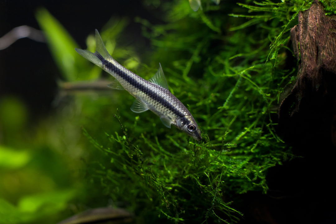 siamese algae eater, algae eater fish, algae eating fish, siamese algae eaters, siamese algae eater for sale, algae eater fish for sale, algae eating catfish, siamese algae eater fish, algae eater fish near me, algae eaters for sale, algae eater for sale