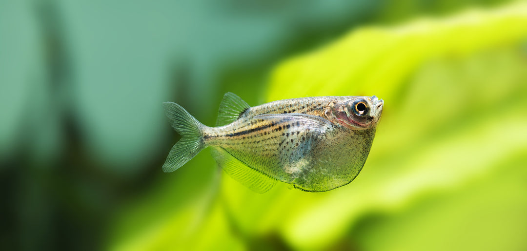 close-up silver hatchetfish in planted aquarium