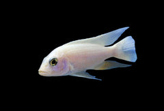 Snow White Cichlids