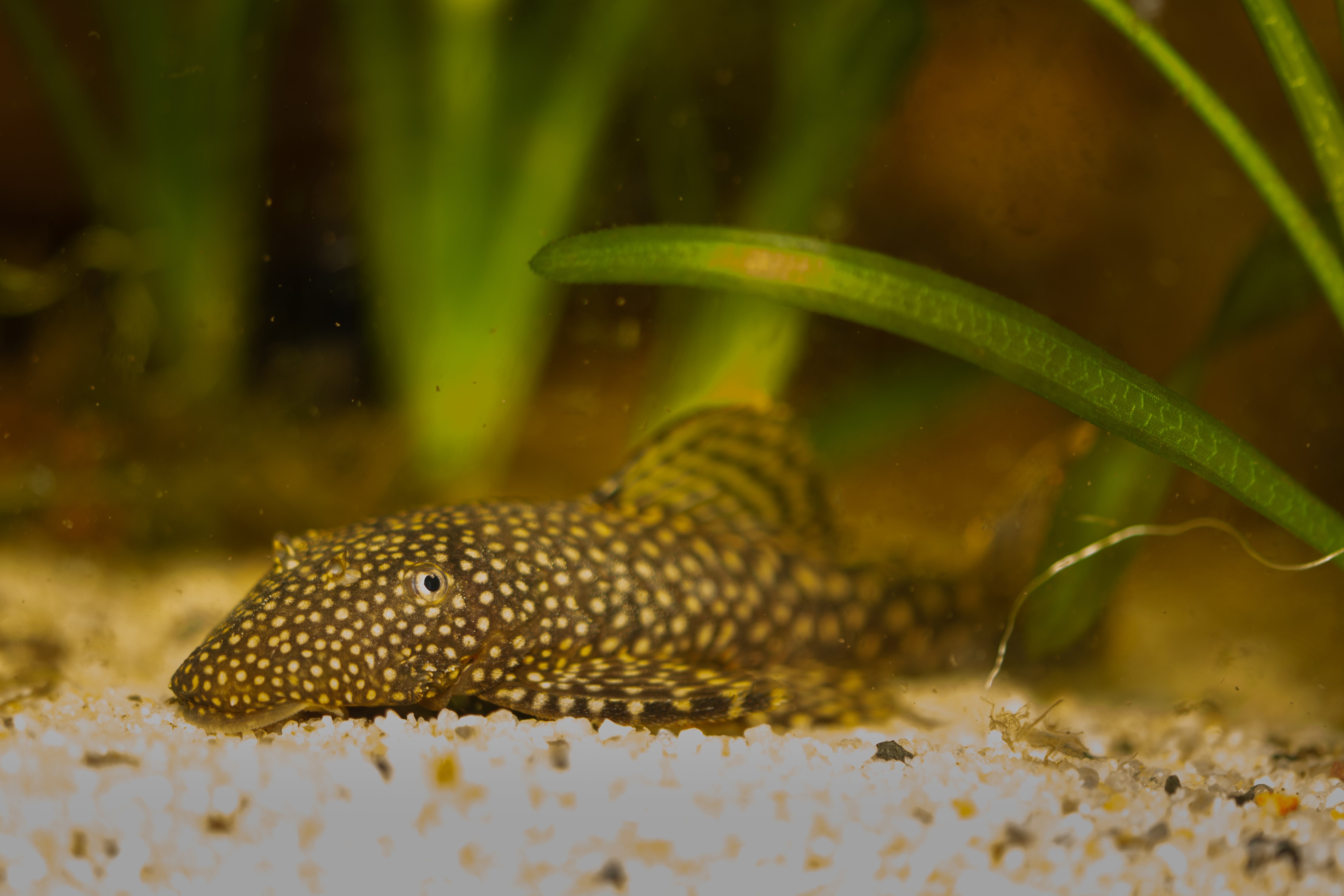 Spotted Borneo Sucker Loach Fish in planted aquarium