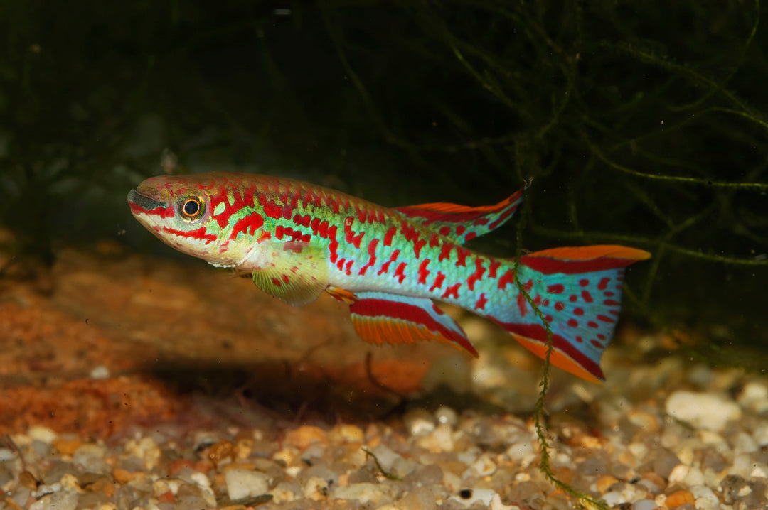 gardneri killifish, fundulopanchax gardneri, steel blue killifish, blue killifish, blue lyretail, killifish gardneri, gardner&