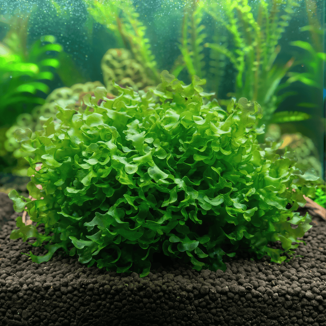 Subwassertang (Lomariopsis lineata) in planted tank